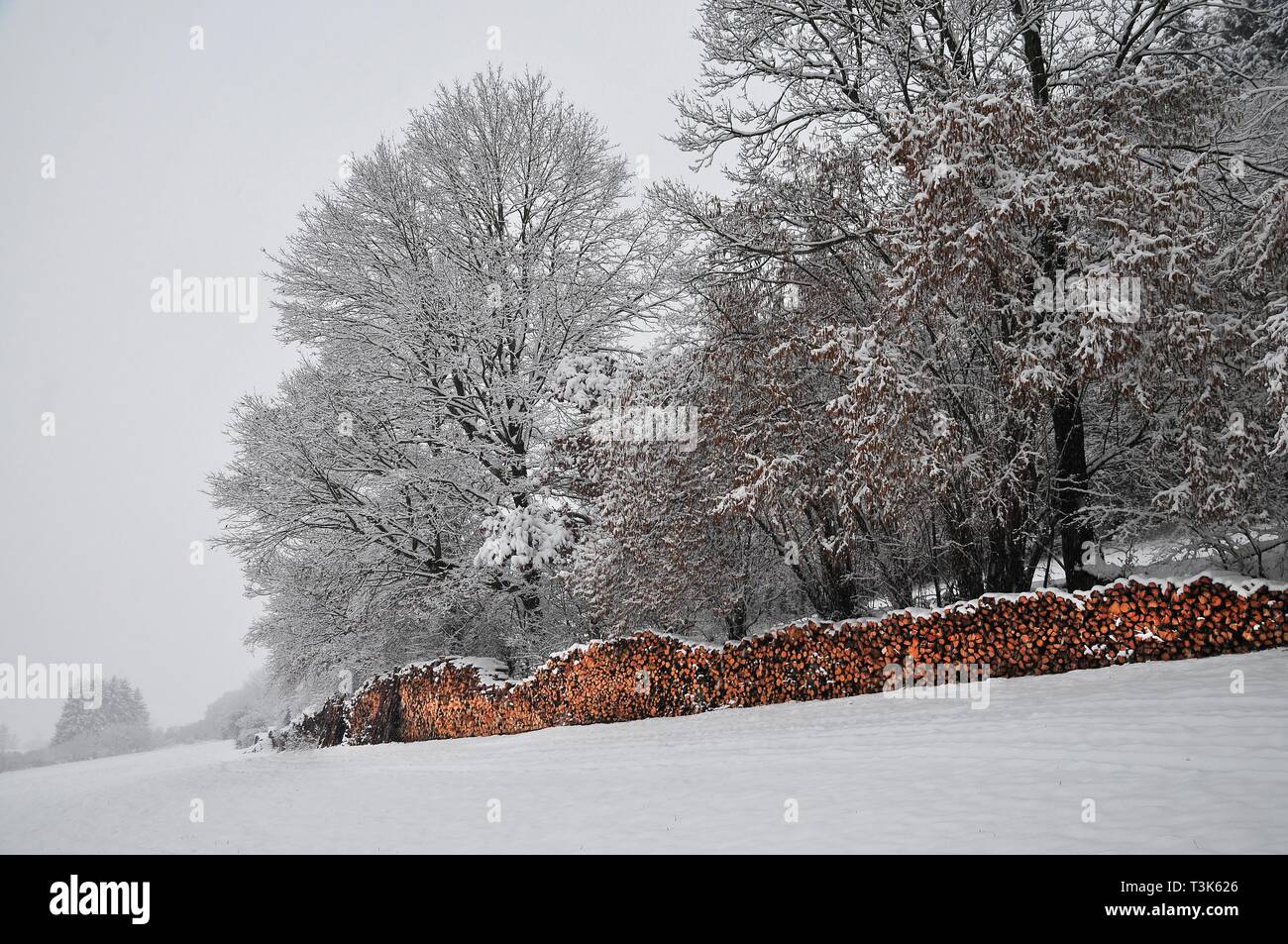 Tas de bois au bord de la forêt en hiver, près de Dinkelscherben, souabe, Bavière, Allemagne, Europe Banque D'Images