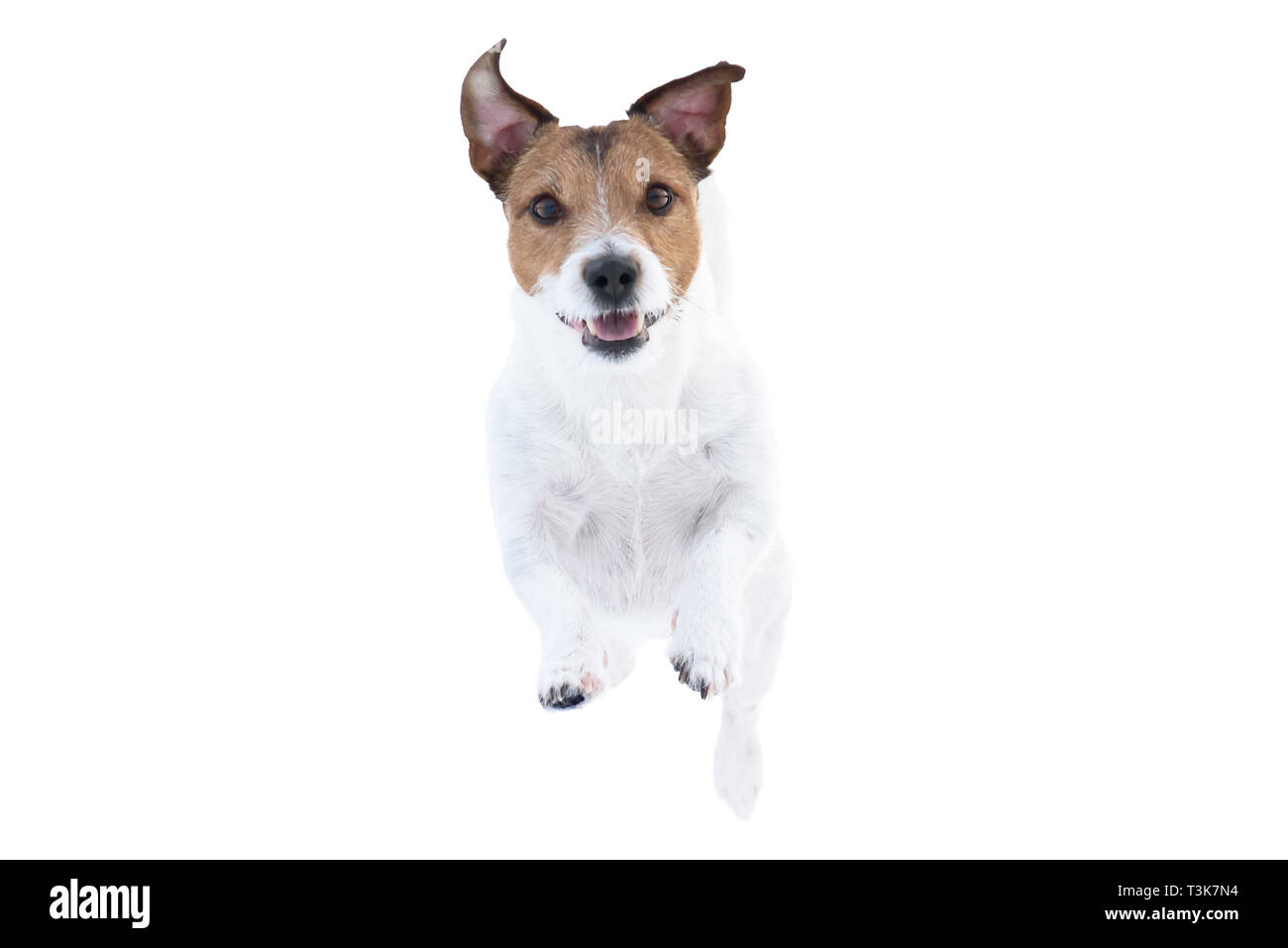 Happy Jack Russell Terrier chien isolé sur fond blanc courir et sauter tout droit vers la caméra Banque D'Images