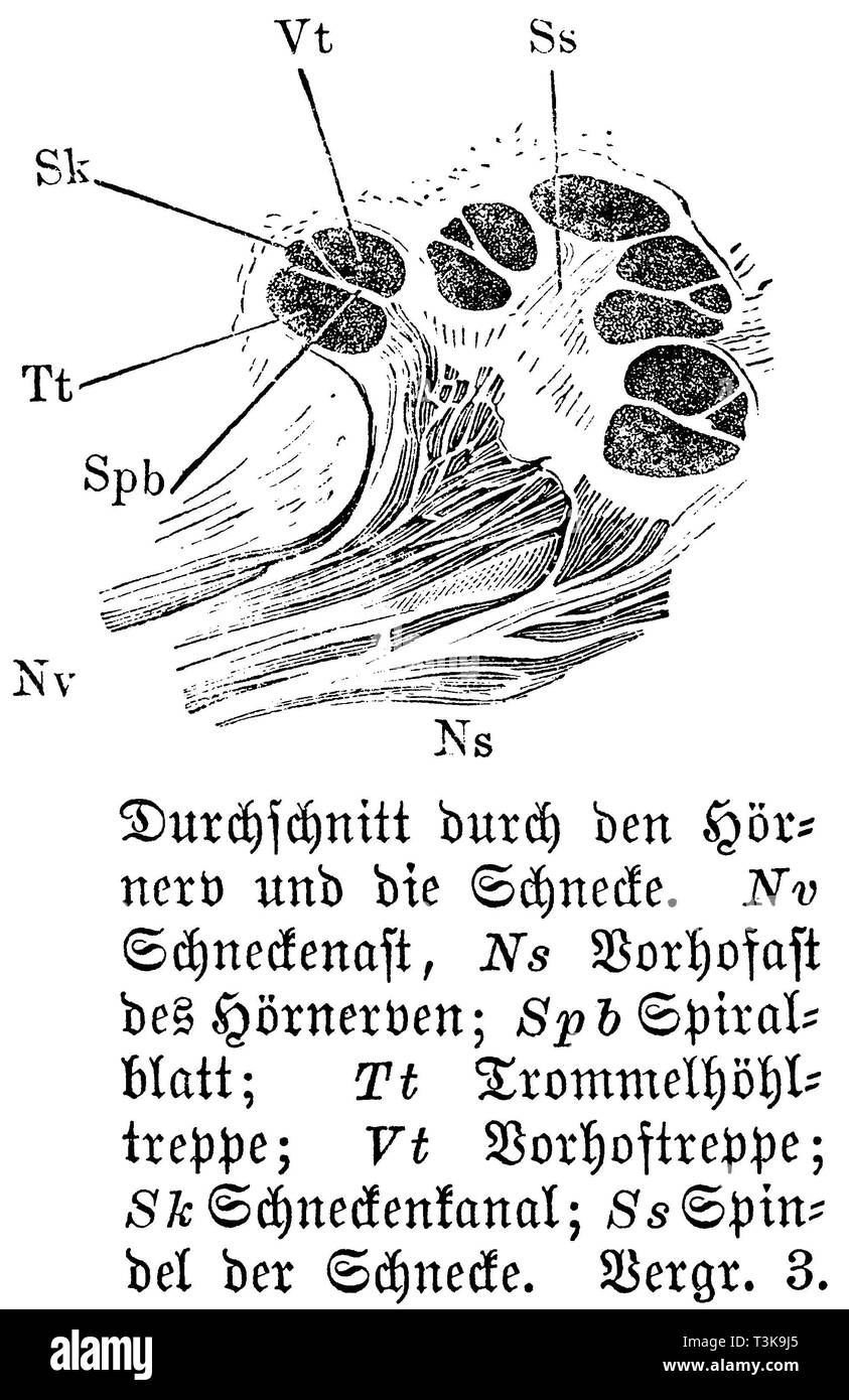 Les droits de l' : moyenne à travers le nerf auditif et de la cochlée. Nv) Direction générale de l'escargot, Ns) oreillette branche de nerf auditif ; Spb) feuilles en spirale ; Tt tambour escalier creux ; Vt) Pavillon de l'escalier ; Sk) canal d'escargots ; SS) broche de sac, anonym Banque D'Images