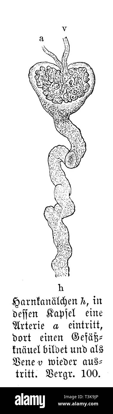 Les tubules urinaires : h), dont la capsule dans une artère a) entre, forme une boule de vaisseaux sanguins et il émerge encore comme vene v), l'anonym Banque D'Images