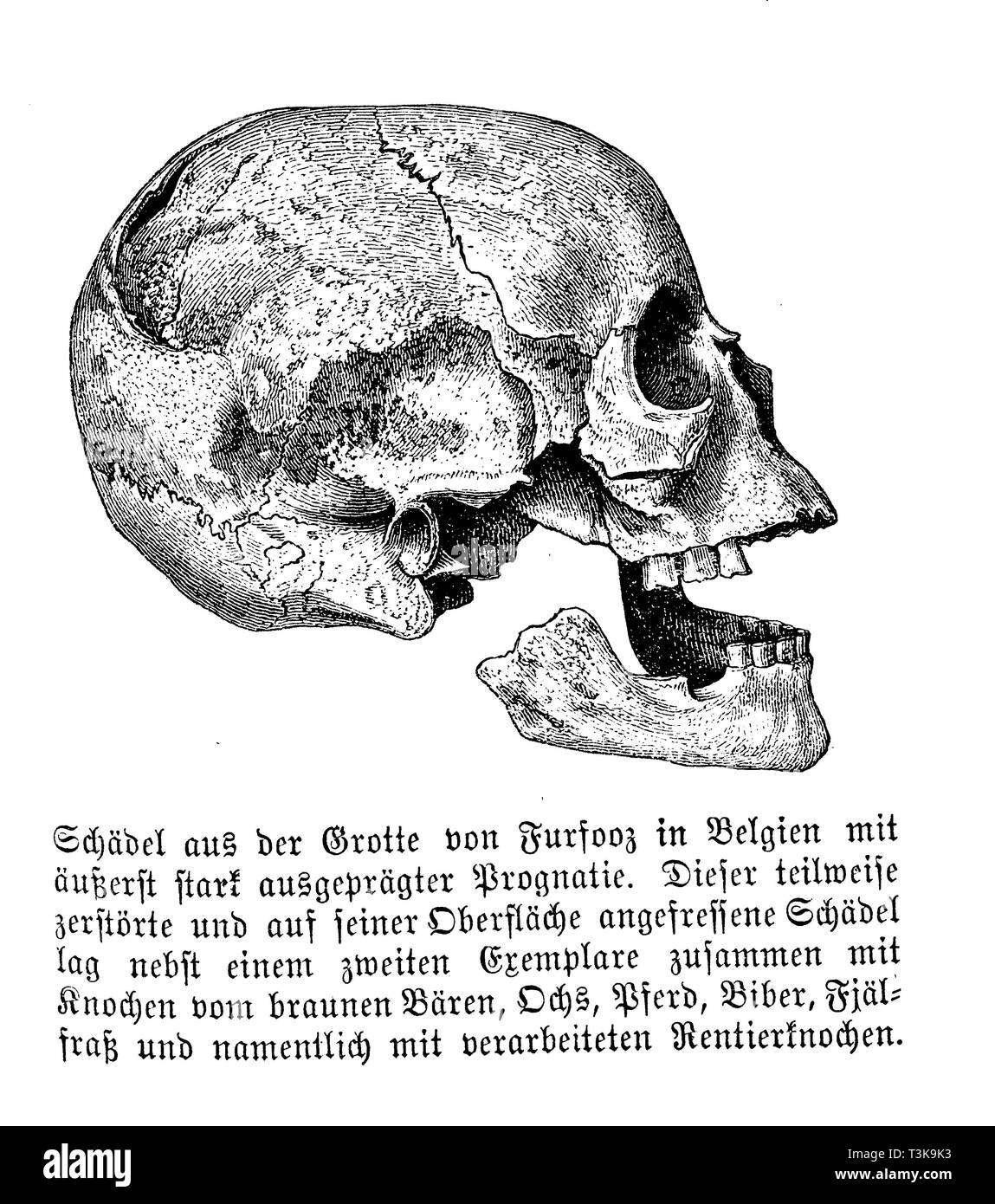 Crâne de la grotte Furfooz en Belgique avec pronostic extrêmement prononcée. Partiellement détruit ce crâne, qui avait été pris sur sa surface, avec un deuxième échantillon avec les os de l'ours brun, boeuf, cheval, castor, et surtout avec des aliments fjeld renne transformés les os., anonym Banque D'Images