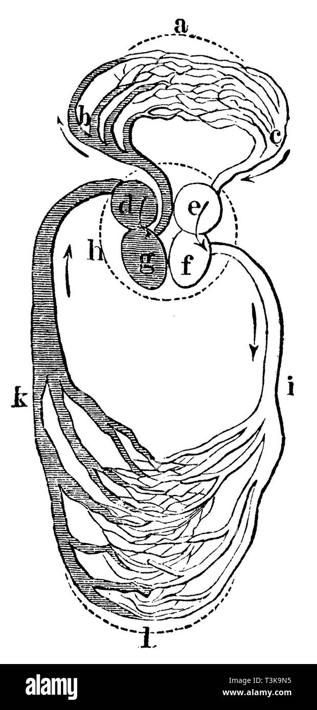 Les droits de l' : représentation idéale de l'appareil circulatoire , un petit circuit b, de l'artère pulmonaire Veine pulmonaire c d e oreillette droite oreillette gauche ventricule gauche f g h cœur aorte ventricule droit j k l vena cava grande circulation;Homme : représentation idéale de la circulation du sang, une petite pratique b LUngenarterien, c veines pulmonaires d'antichambre droite gauche f e antichambre du ventricule gauche ventricule droit g h i k l'aorte cardiaque veines creuses à grande diffusion, l'anonym 1877 Banque D'Images