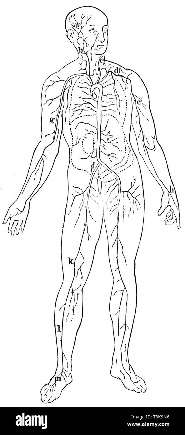 L'emplacement : des plus importantes artères : un chef de l'artère temporale droite b c d'artère l'artère vertébrale clavicule gauche artère axillaire artère e f g artère de la hanche de l'artère du bras de l'artère aorte j h a parlé (couper au-dessus du coeur) k l'artère fémorale artère tibiale m pied artère, anonym 1877 Banque D'Images