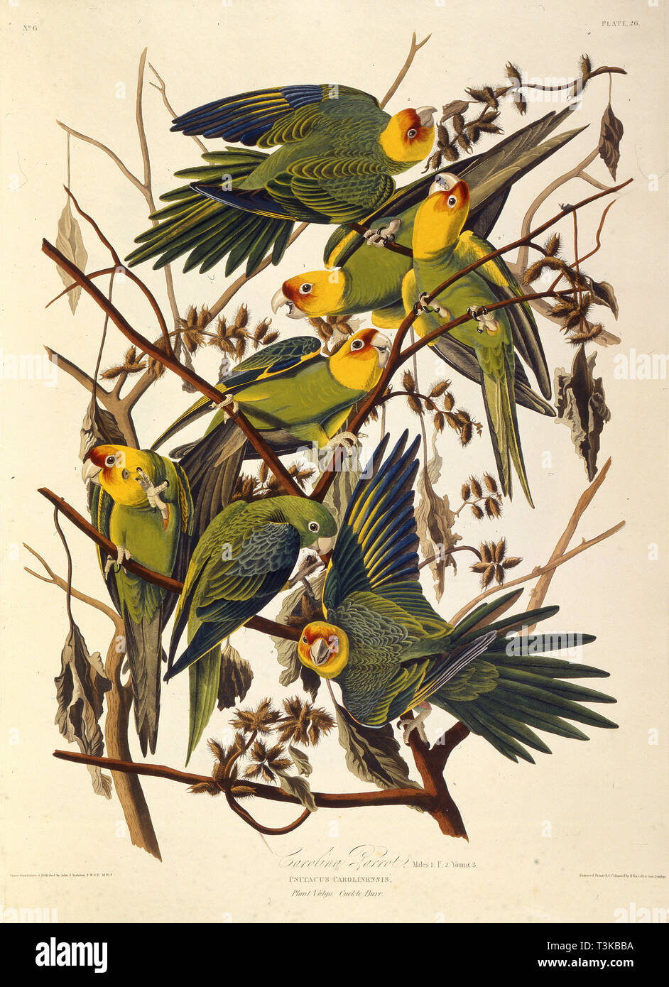 La conure de Caroline, de 'Les oiseaux d'Amérique", 1827-1838. Organisateur : Audubon, John James (1785-1851). Banque D'Images
