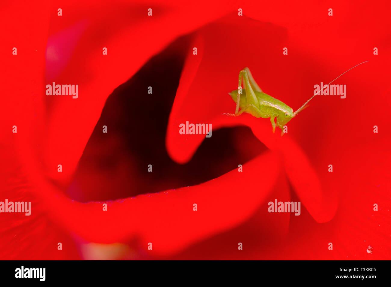 Close up d'un roulement de la drépanocytose (Phaneroptera falcata) sur une fleur rouge. Photographié en Israël en février Banque D'Images