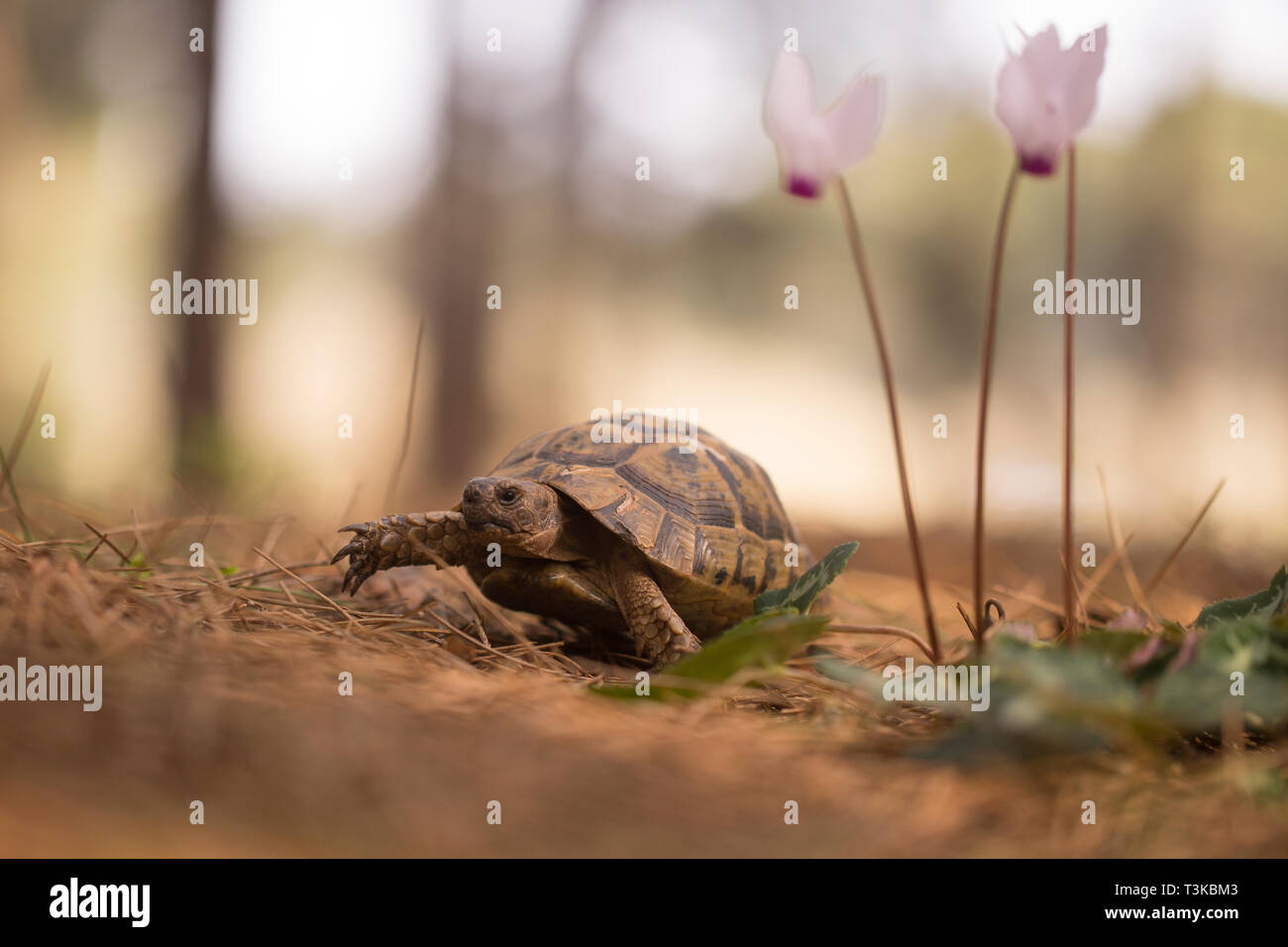 Spur-thighed Tortoise ou tortue grecque (Testudo graeca) dans un champ. Photographié en Israël en février Banque D'Images