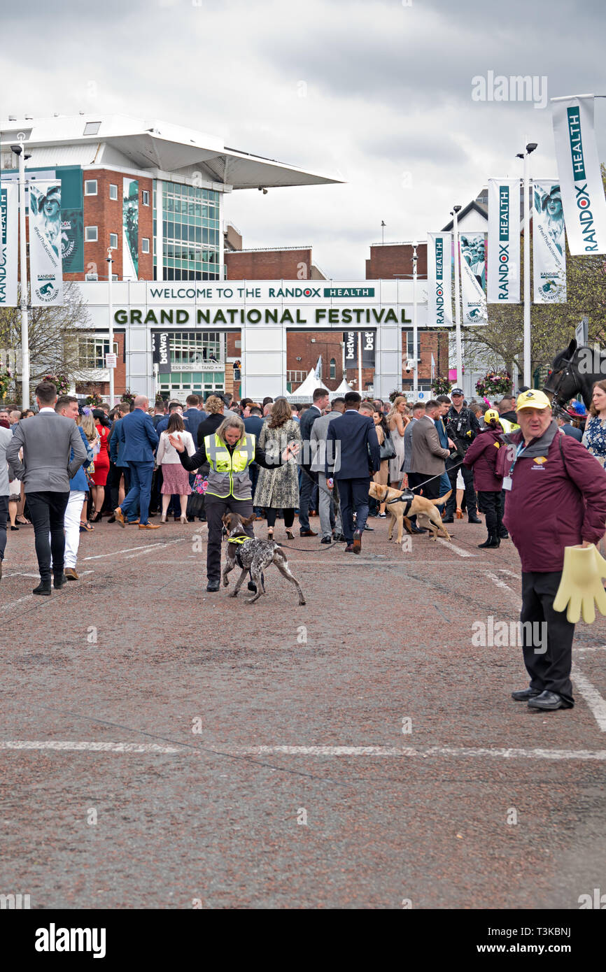 Les chiens renifleurs contrôle des drogues à la Réunion nationale 2019 Grand Aintree Banque D'Images