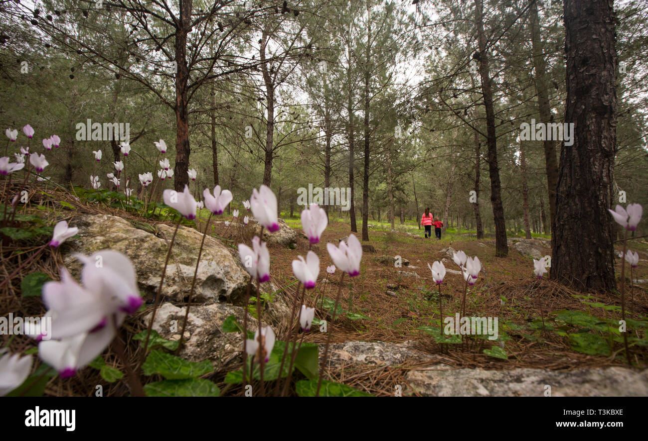 Persan à fleurs violettes (Cyclamen persicum). Photographié en forêt Manashe, Israël en mars. Les enfants de randonnées en arrière-plan Banque D'Images