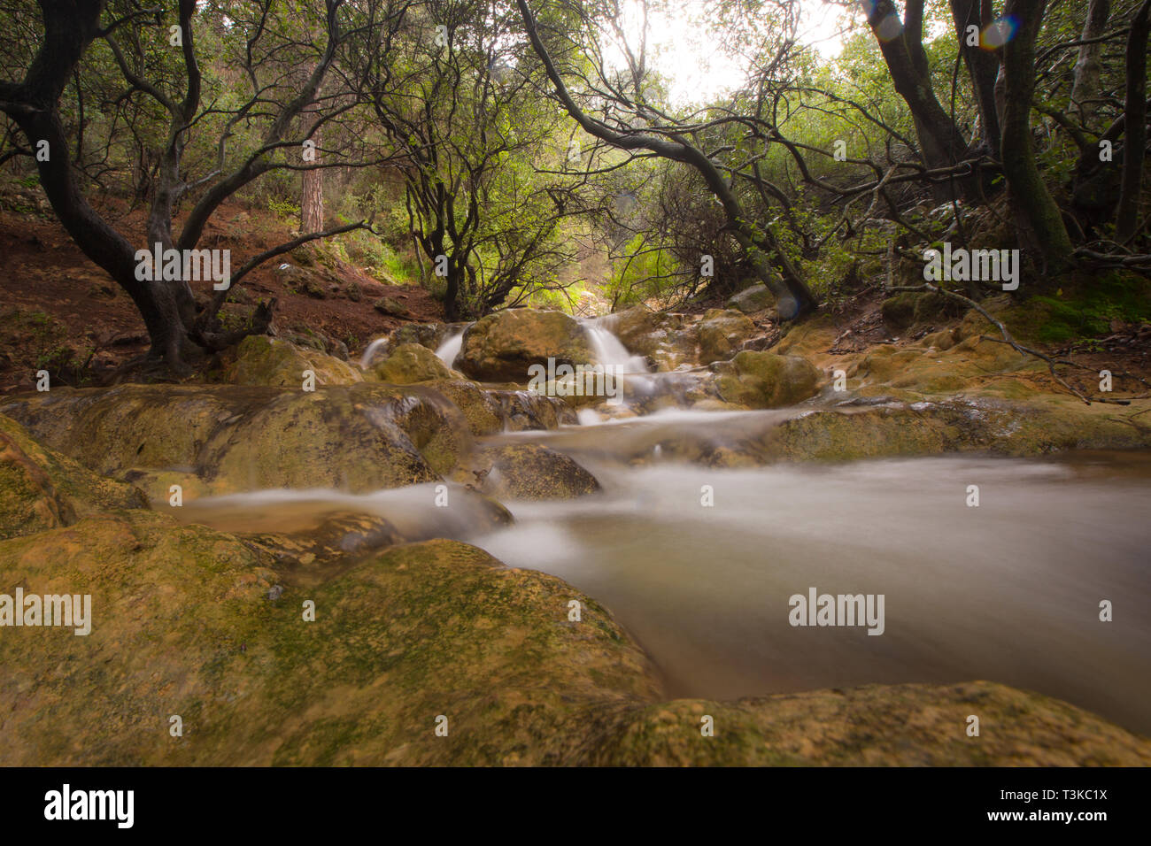 Nahal Parod (Parod ruisseau ou rivière Parod) est une réserve naturelle en Haute Galilée, Israël Banque D'Images