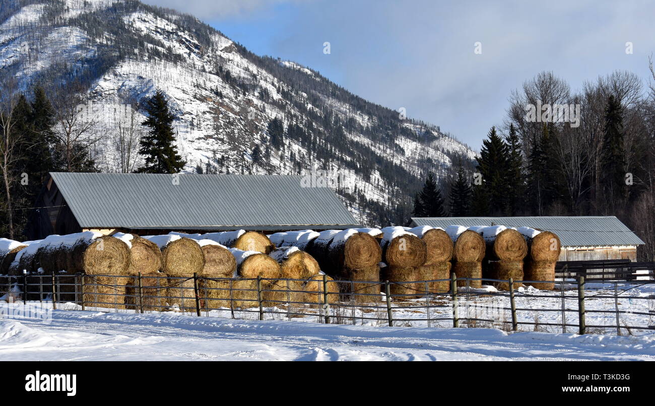 La mise en balles de foin annuel. Bottes de foin dans la ferme l'hiver sur une ferme. Banque D'Images