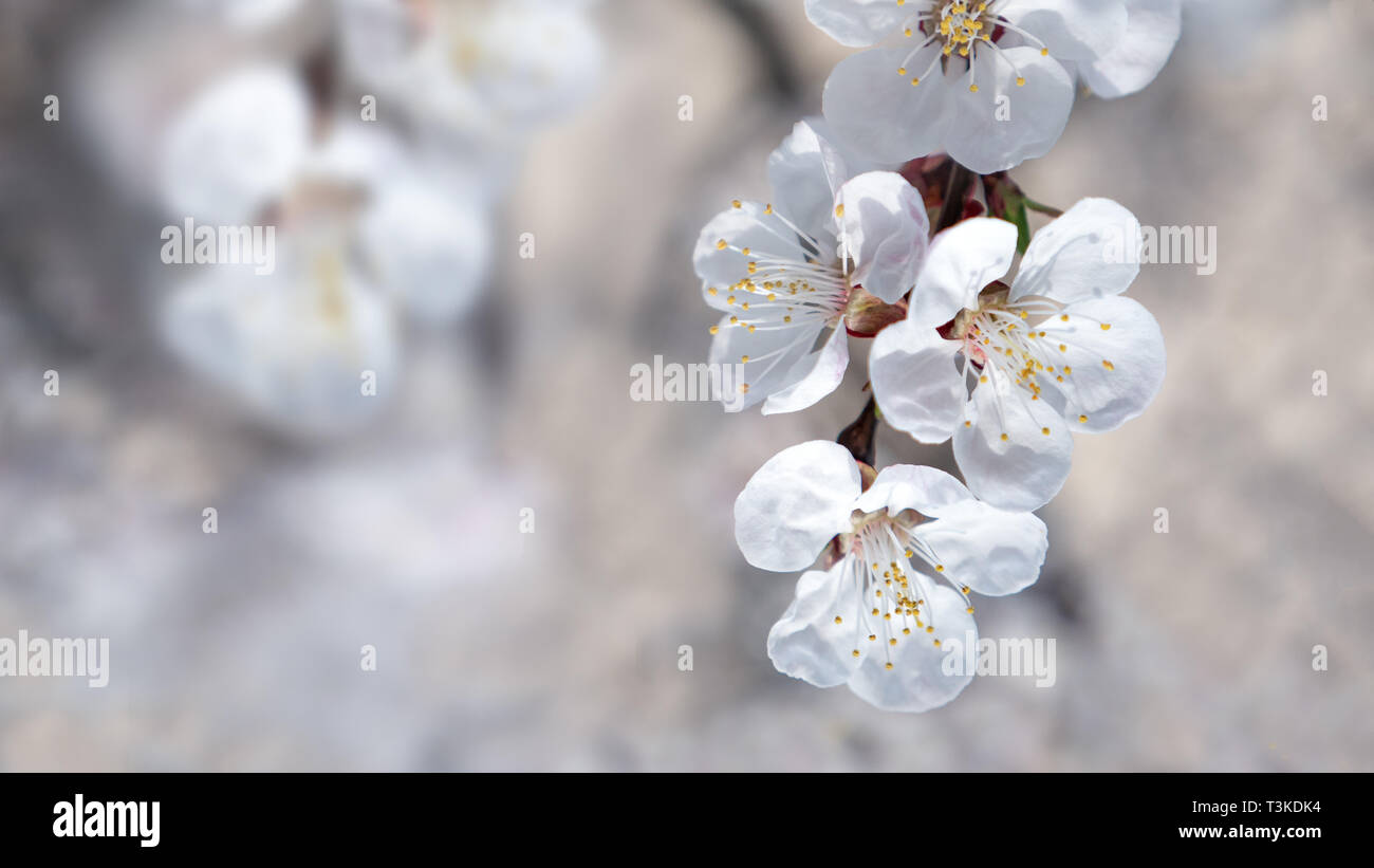 La texture, l'arrière-plan, arrière-plan, des arbres fruitiers en fleurs, fleurs de l'abricotier. Concept de printemps. Petites fleurs blanches sur fond flou Banque D'Images