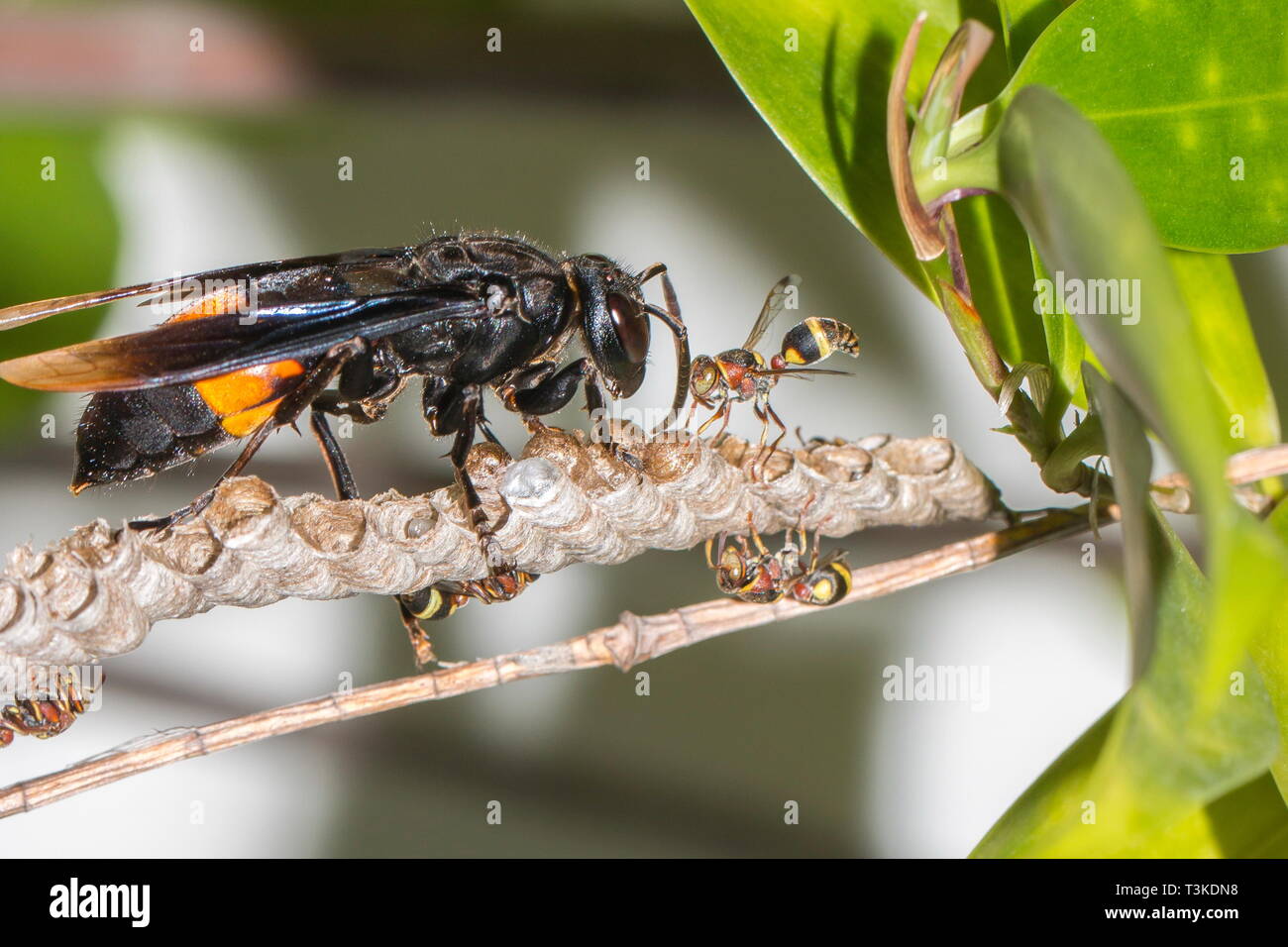 Une guêpe papier essayant en vain d'arrêter une Hornet de la dévoration de plusieurs de ses nymphes lors d'une attaque Banque D'Images