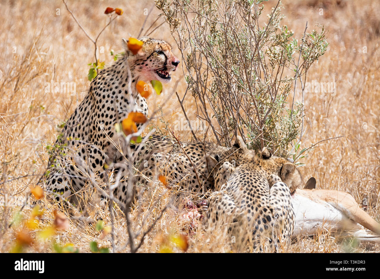 Les guépards avec leur Impala tuer dans le sud de la savane africaine Banque D'Images