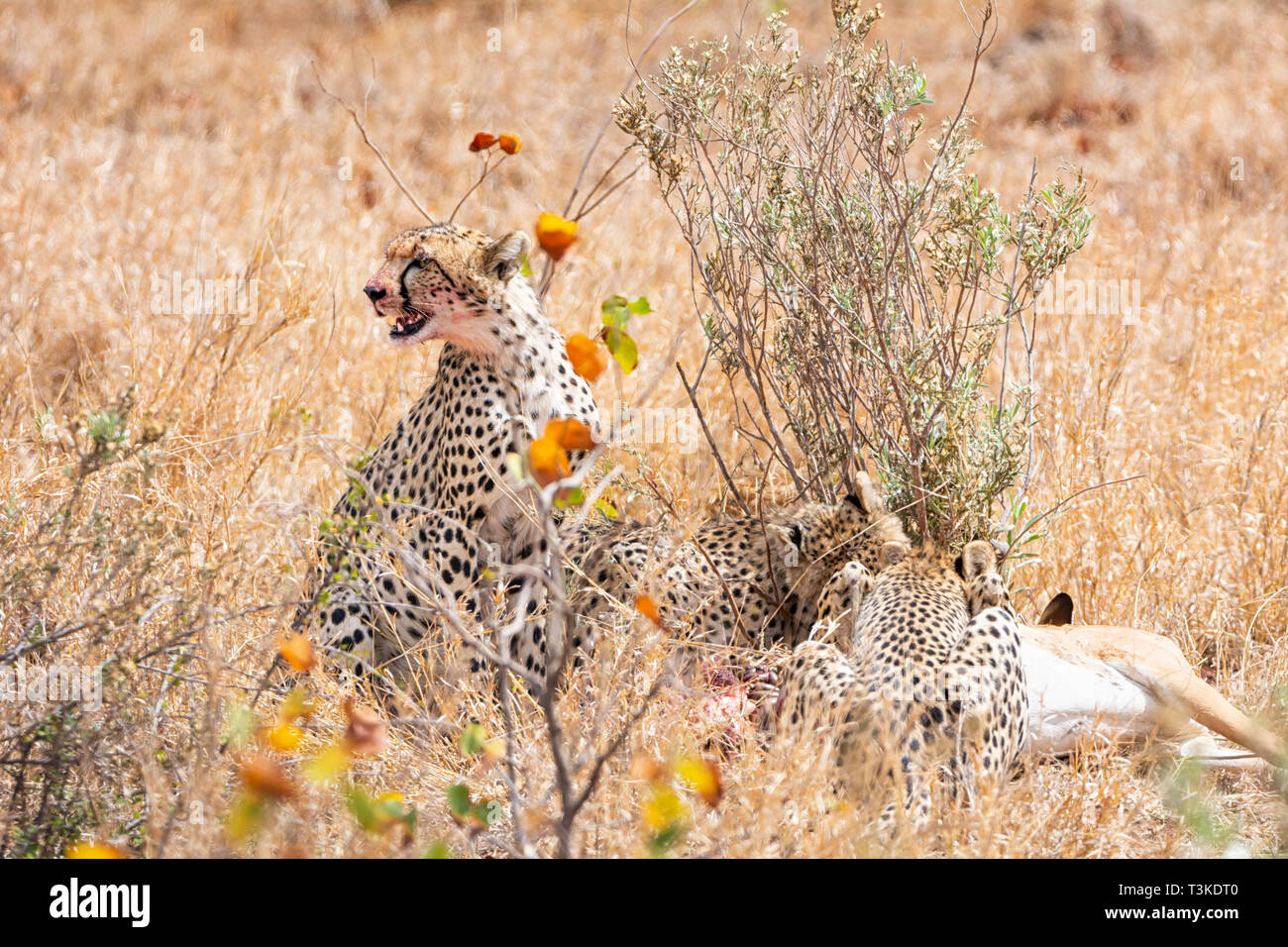 Les guépards avec leur Impala tuer dans le sud de la savane africaine Banque D'Images