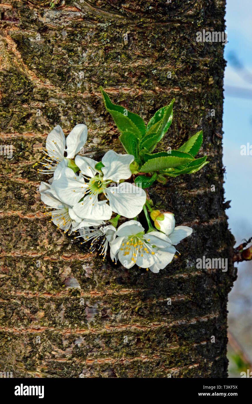 Des fleurs blanches à la germination de l'écorce sur un arbre de cerise aigre-, close-up view Banque D'Images