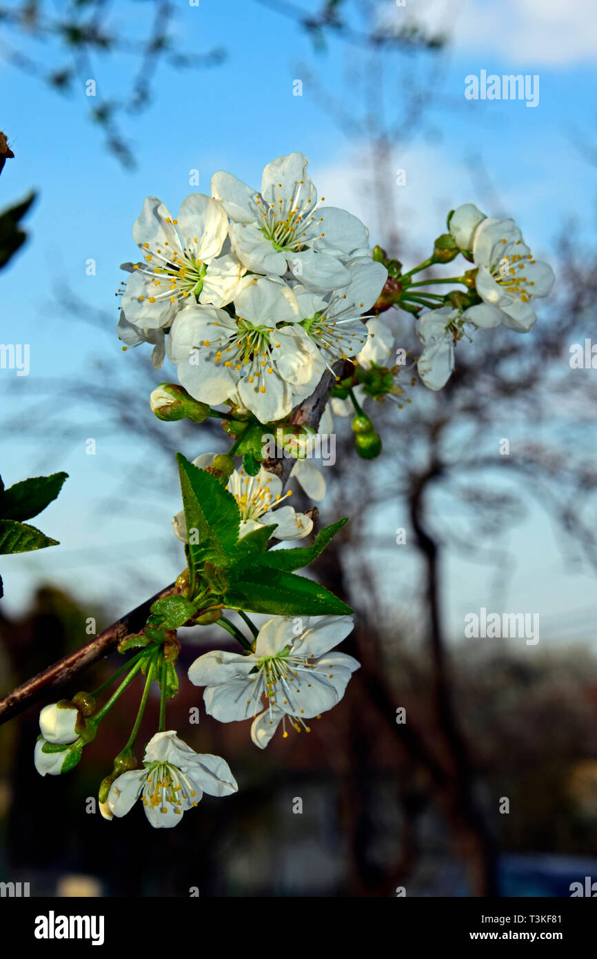 Vue rapprochée sur un rameau de cerisier aigre-couverts par des fleurs blanches à l'arrière-plan flou Banque D'Images