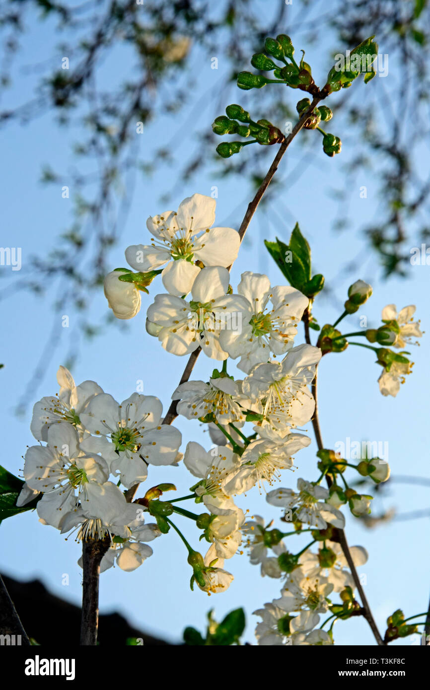 Vue rapprochée sur un rameau de cerisier aigre-couverts par des fleurs blanches, latéralement éclairée par la lumière du soleil avec le fond de ciel Banque D'Images