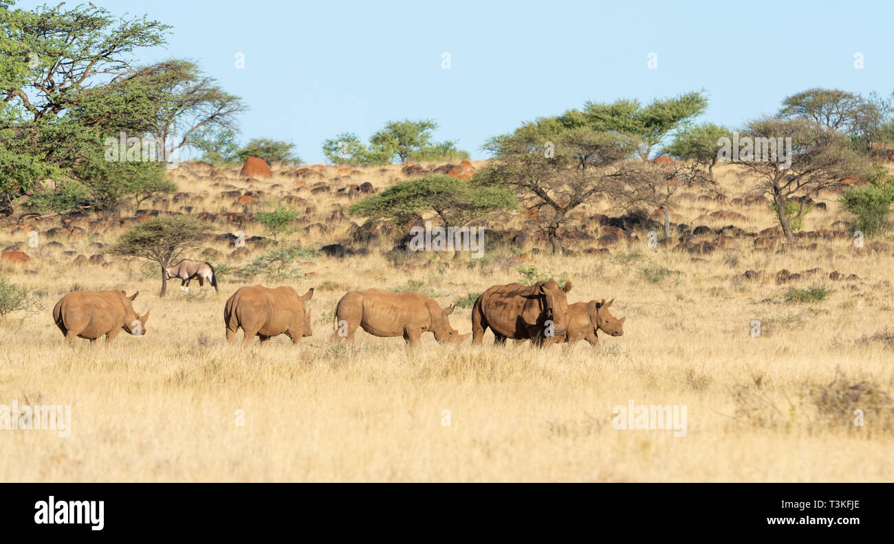 Un groupe de rhinocéros blanc du sud de savane africaine Banque D'Images