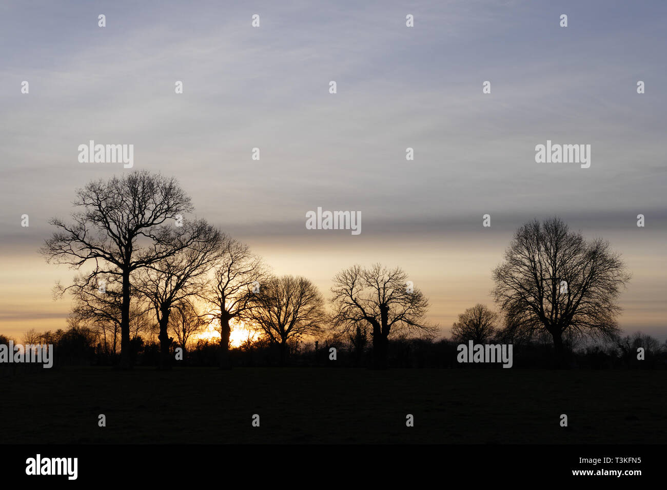 Coucher du soleil avec des arbres à la lumière du jour (chênes et chênes têtards). Au nord Mayenne (pays de la Loire, France). Banque D'Images Coucher du soleil avec des arbres à la lumière du jour (chênes et chênes têtards). Au nord Mayenne (pays de la Loire, France). Banque D'Images