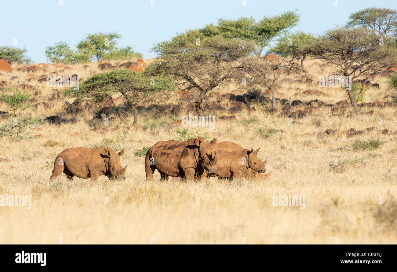 Un groupe de rhinocéros blanc du sud de savane africaine Banque D'Images