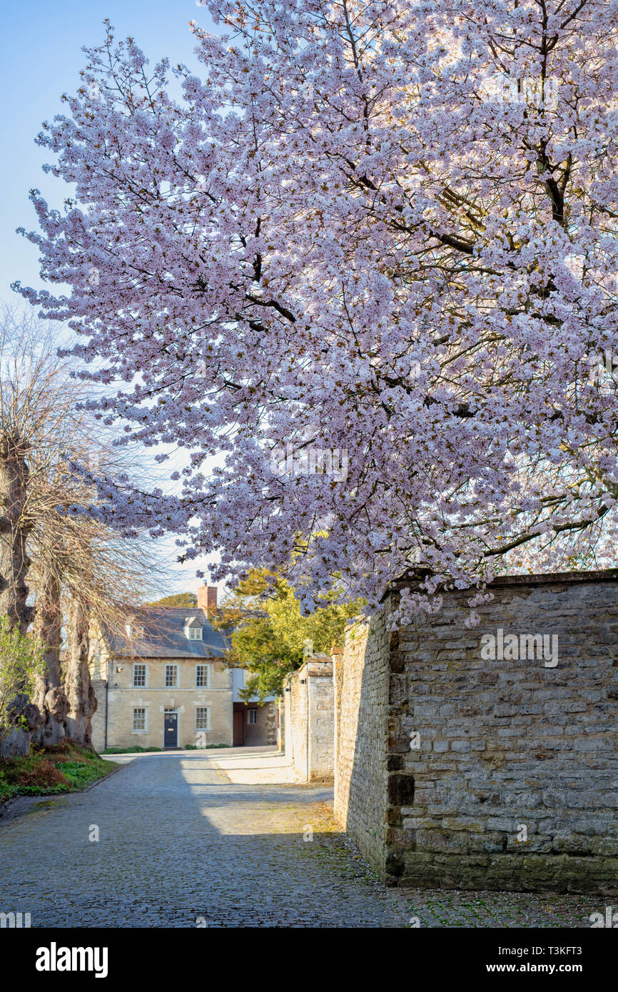 Prunus. Cerisiers en fleurs le long de l'église lane à Aynho, Northamptonshire, Angleterre Banque D'Images