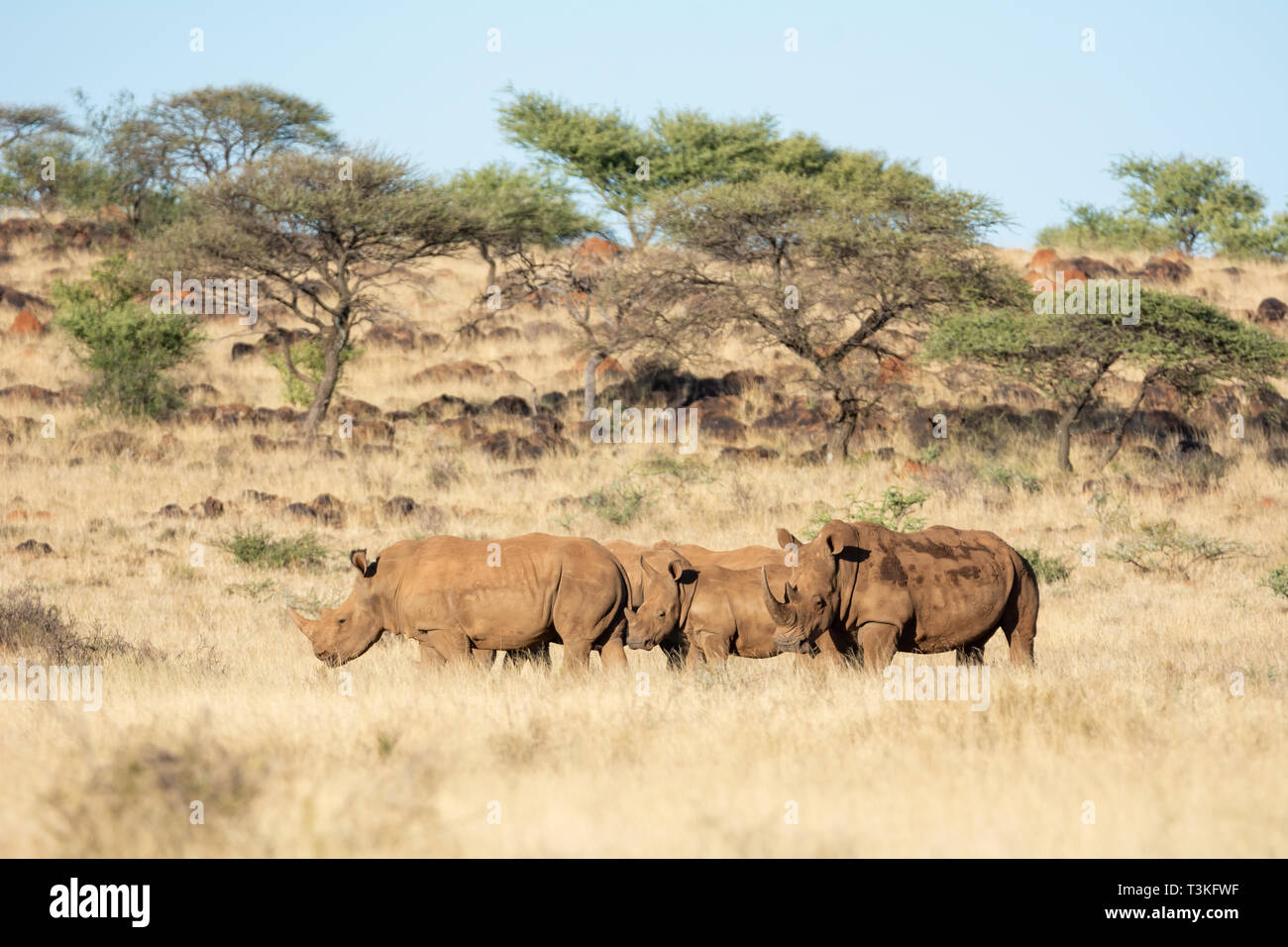 Un groupe de rhinocéros blanc du sud de savane africaine Banque D'Images