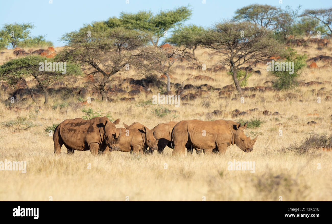 Un groupe de rhinocéros blanc du sud de savane africaine Banque D'Images