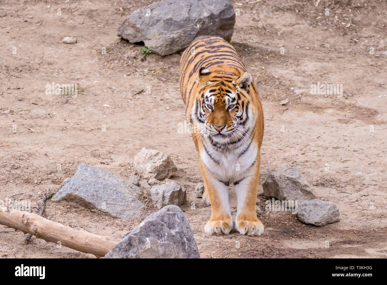 Grand animal sauvage image tigre à rayures adultes Banque D'Images