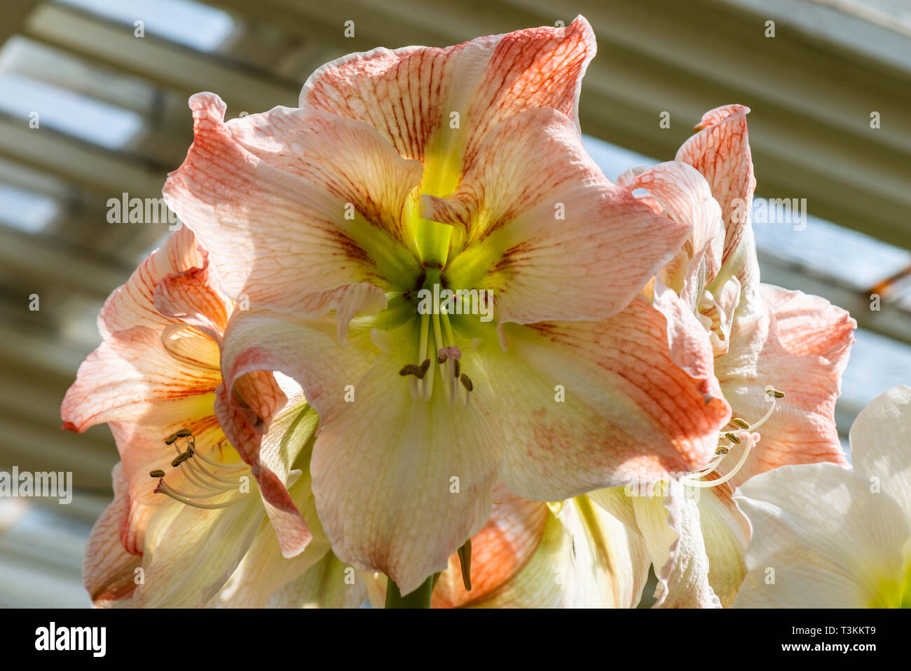 Les fleurs d'un Hippeastrum 'fleur' cultivés en serre Banque D'Images