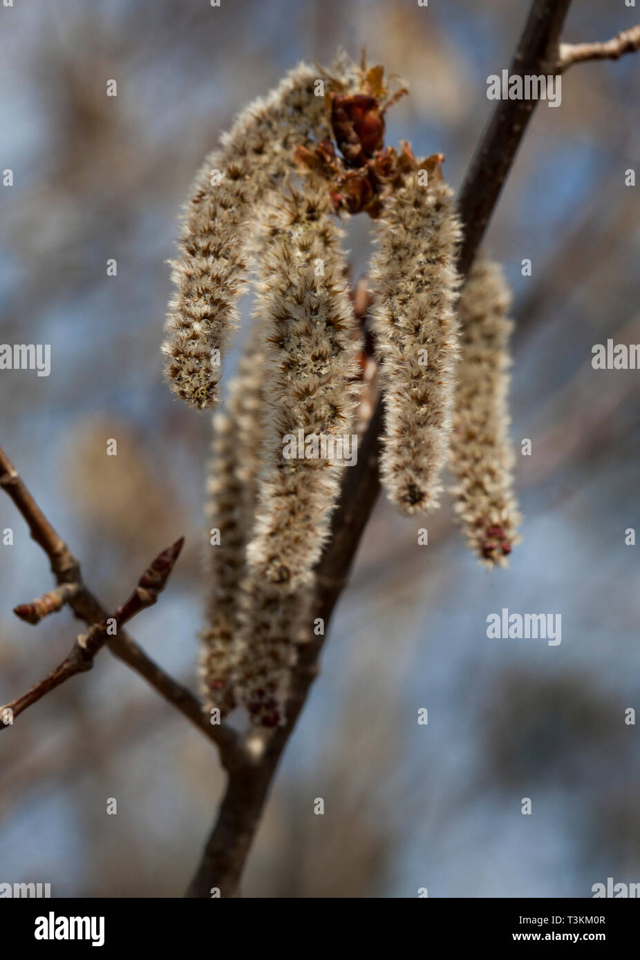 Fleur de saule au printemps Photo Stock - Alamy