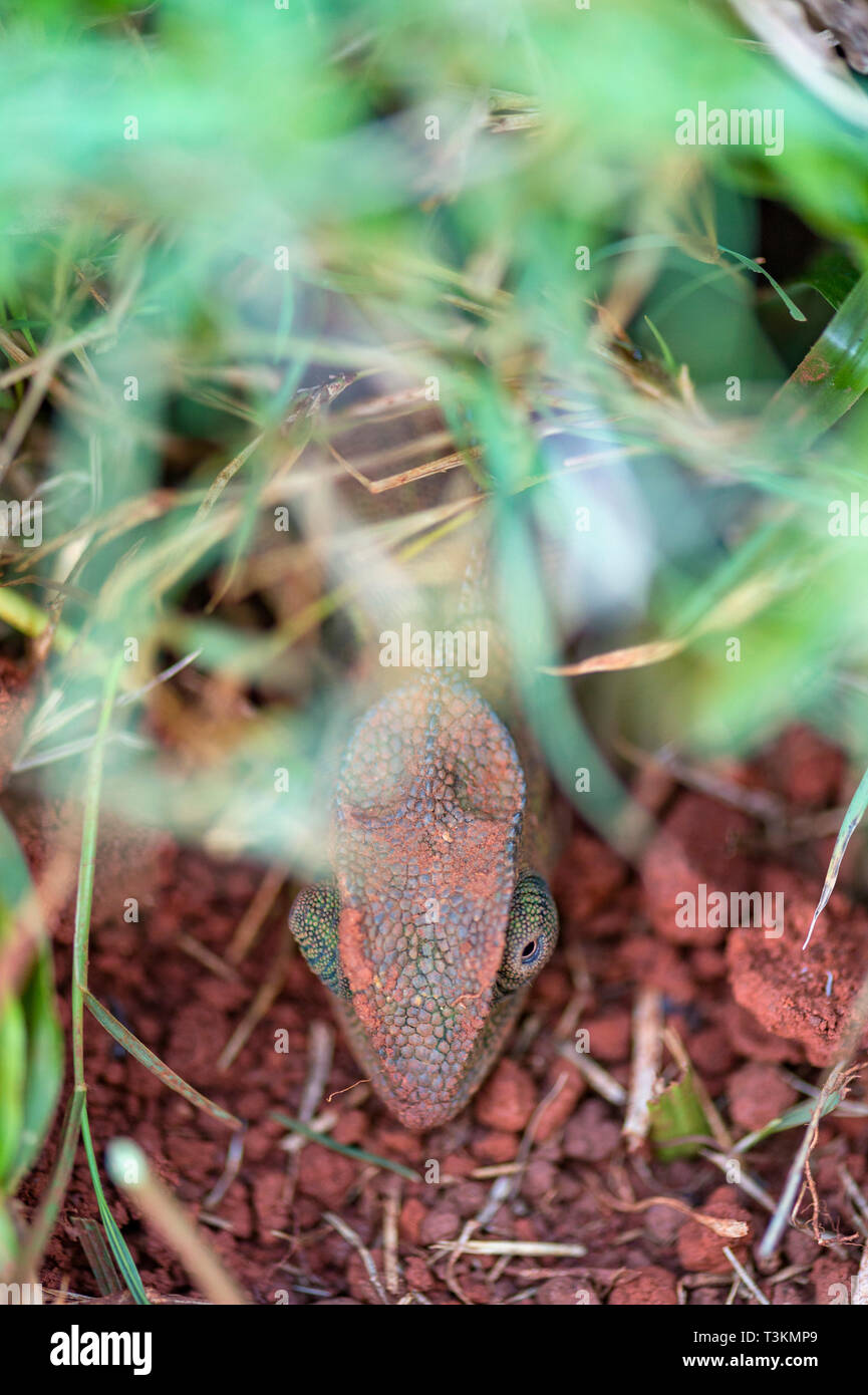 Une femelle reproductrice Caméléon Chamaeleo dilepis à col rabat vu au Zimbabwe. Banque D'Images