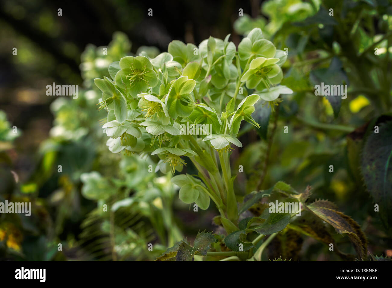 Helleborus argutifolius hybride- hellébore à feuilles de houx fleurissant dans un jardin anglais, Angleterre, Royaume-Uni Banque D'Images