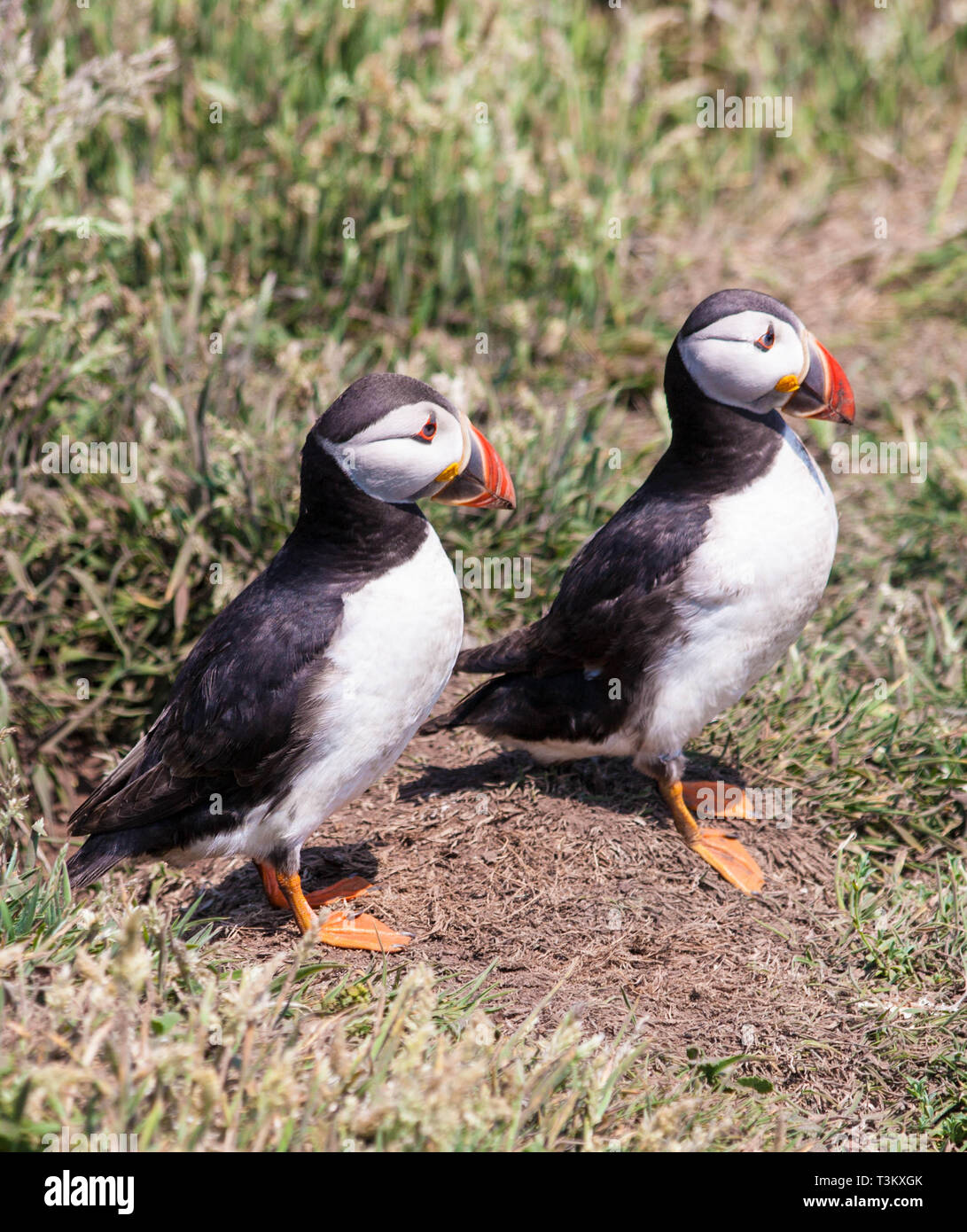 Paire de macareux sur l'île de Skomer Wales UK Banque D'Images