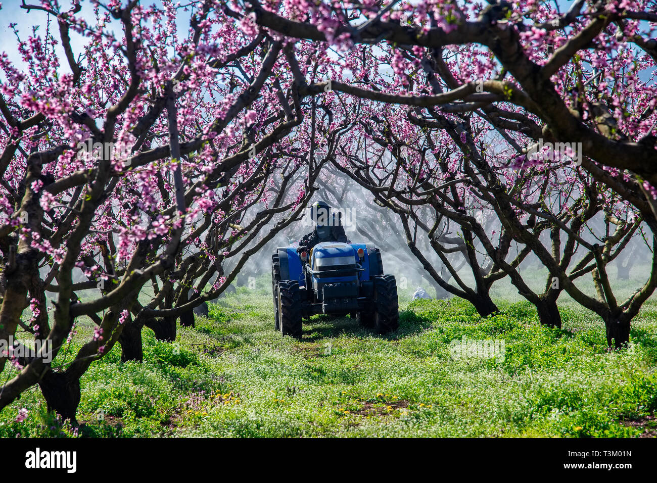 Agriculteur avec tracteur à l'aide d'un souffle d'air du pulvérisateur avec un produit chimique ou d'insecticide fongicide dans le verger de pêchers dans le nord de la Grèce Banque D'Images