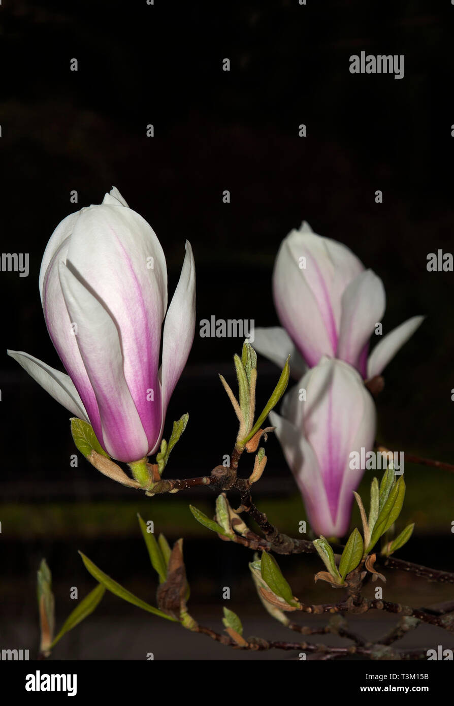 Fleurs de magnolias, Berlin, Allemagne Banque D'Images
