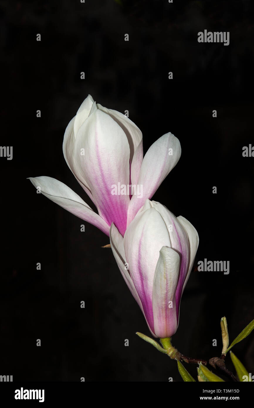 Fleurs de magnolias, Berlin, Allemagne Banque D'Images