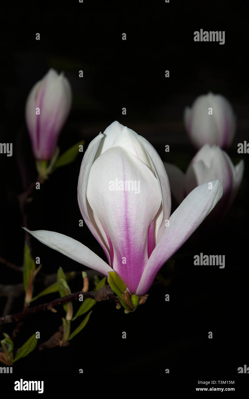 Fleurs de magnolias, Berlin, Allemagne Banque D'Images