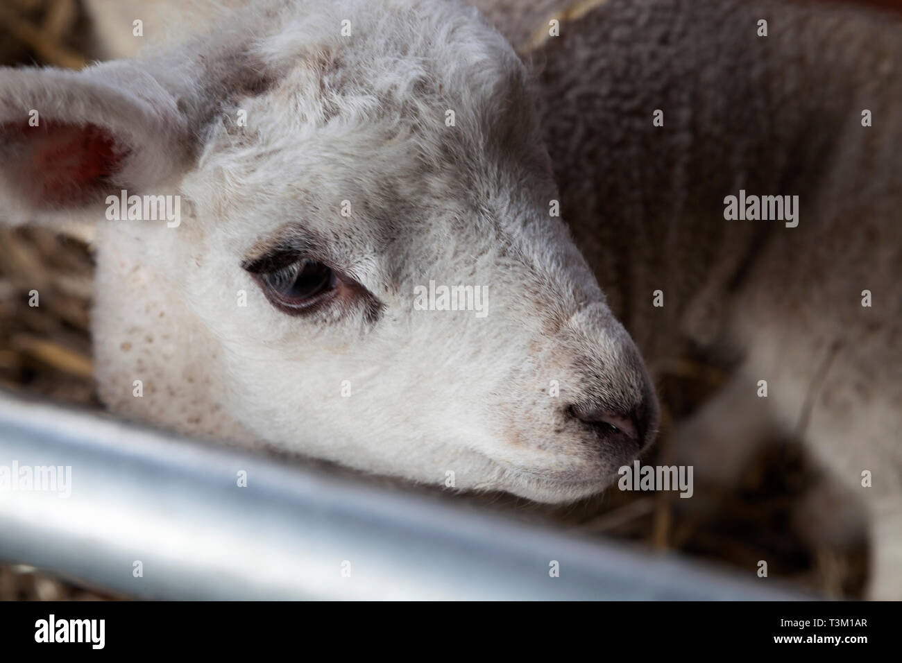 Petit agneau à la recherche par le biais d'une grille métallique. Banque D'Images