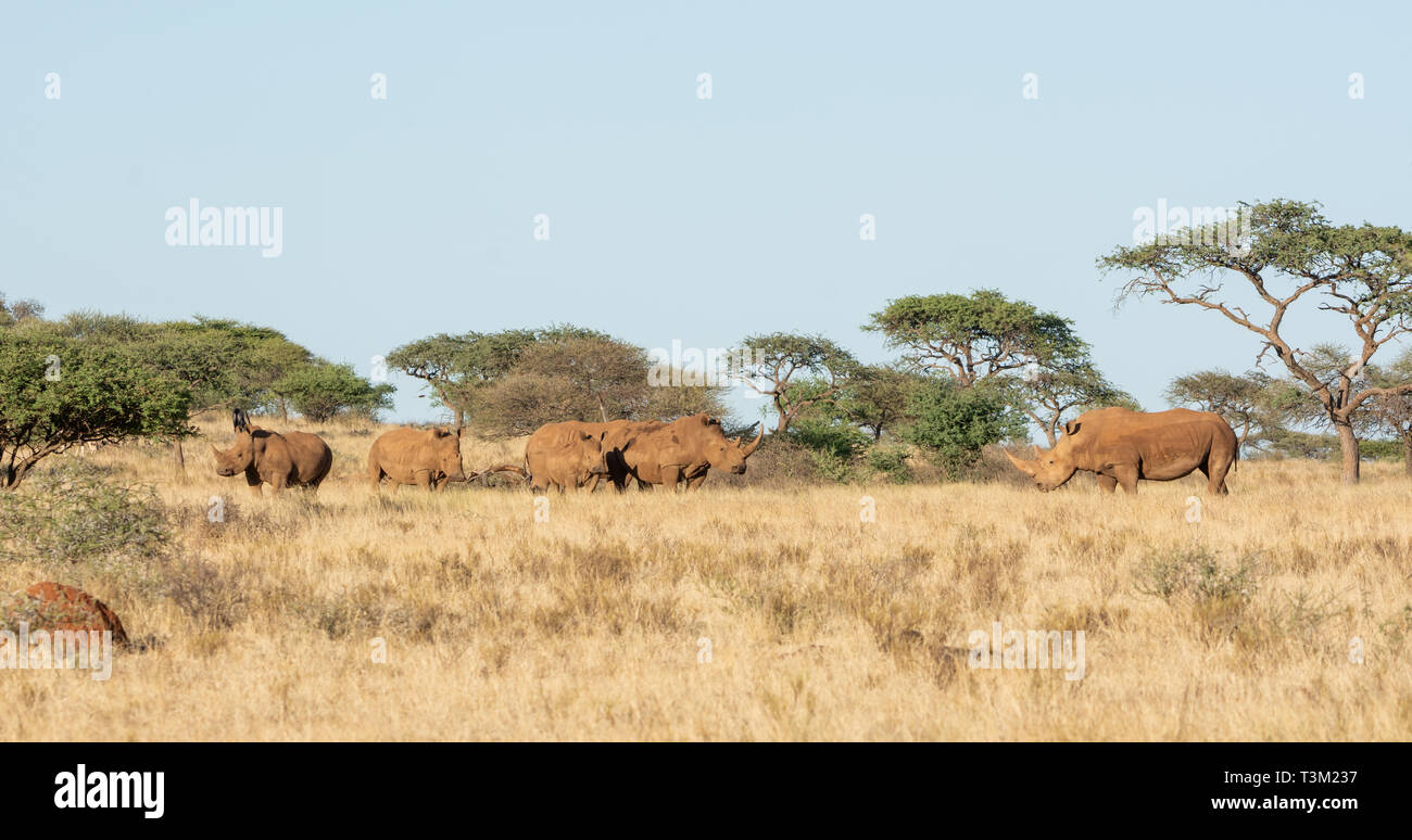Un groupe de rhinocéros blanc du sud de savane africaine Banque D'Images