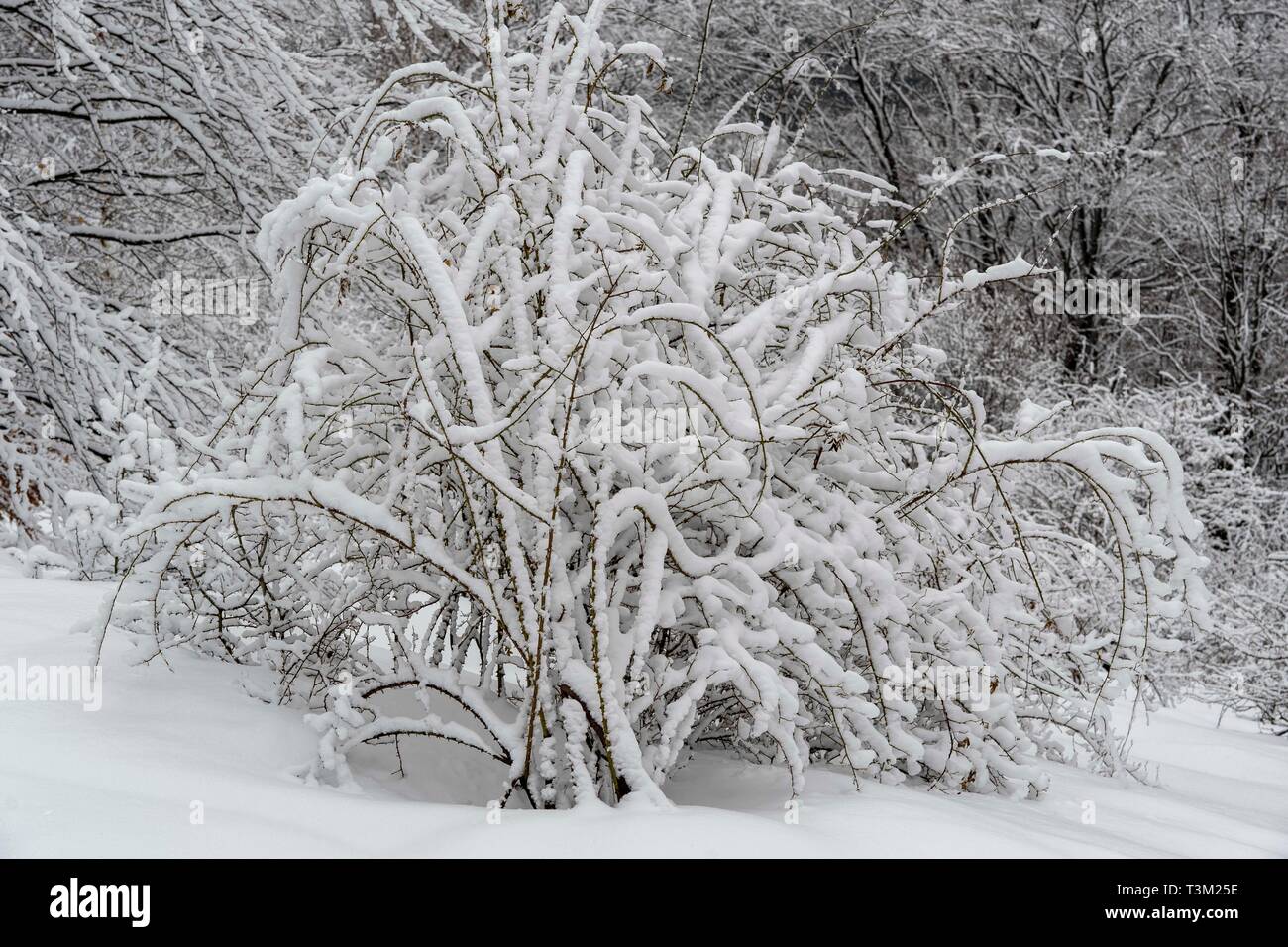 Les arbres gelés dans une journée d'hiver de neige et de brouillard Banque D'Images