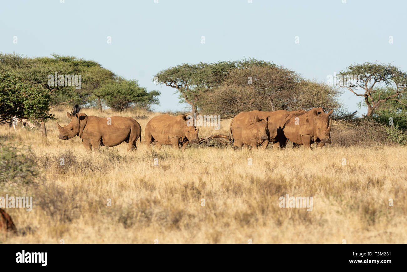 Un groupe de rhinocéros blanc du sud de savane africaine Banque D'Images