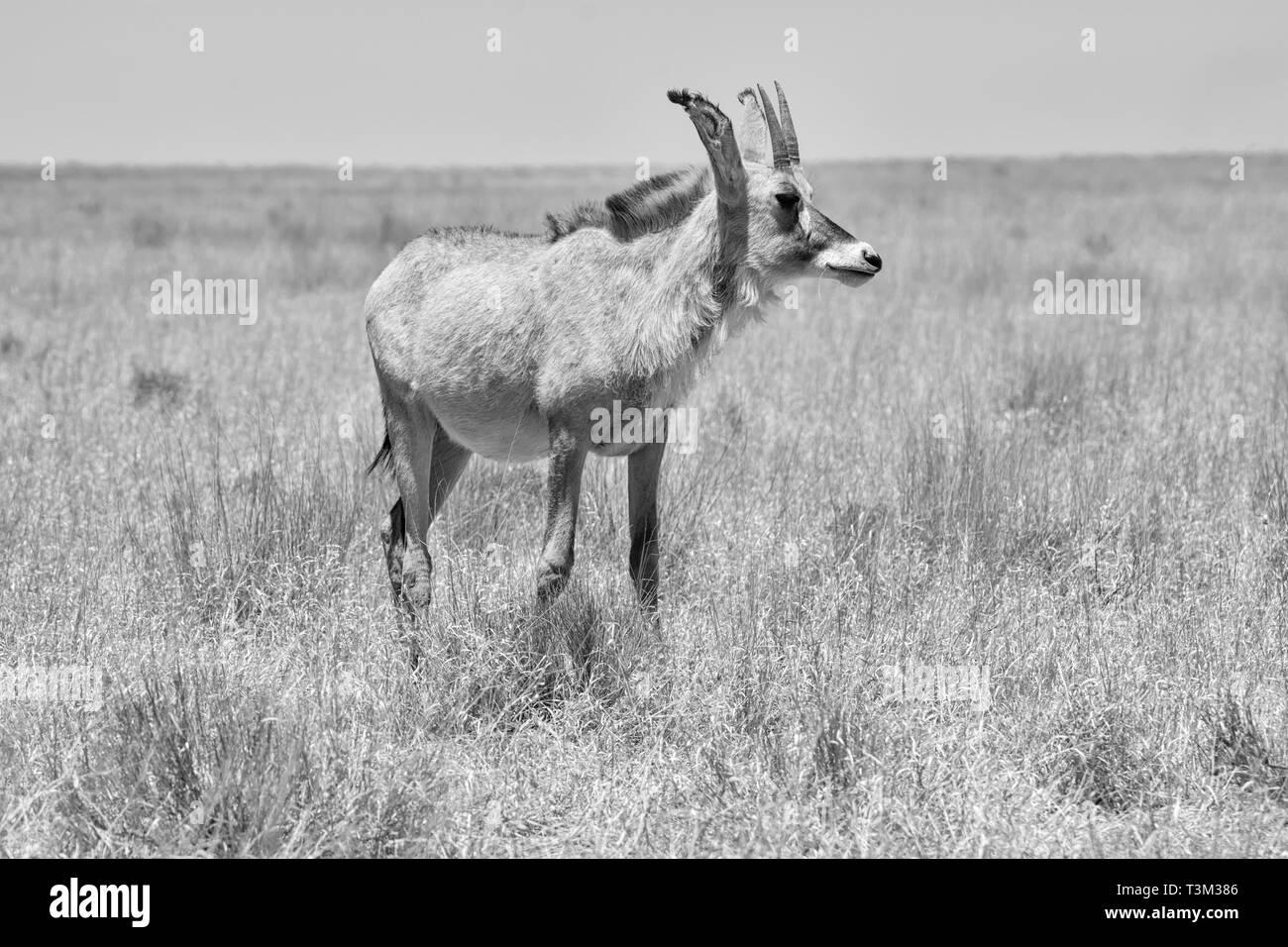 Une antilope rouanne dans le sud de la savane africaine Banque D'Images