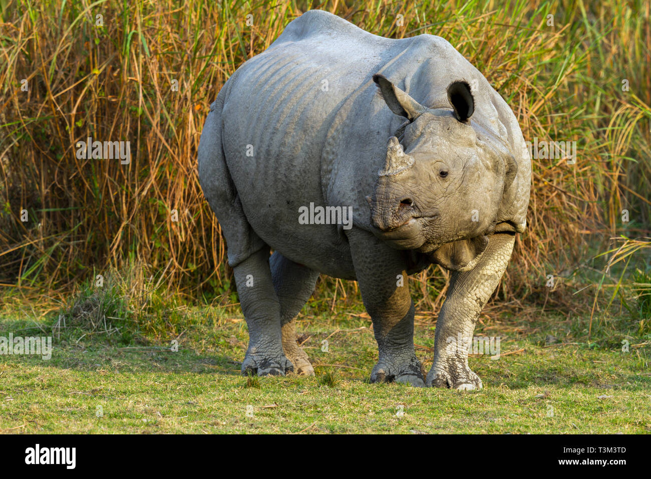 Un rhinocéros indien cornu ou Rhinoceros unicornis dans le parc national de Kaziranga Assam en Inde Banque D'Images