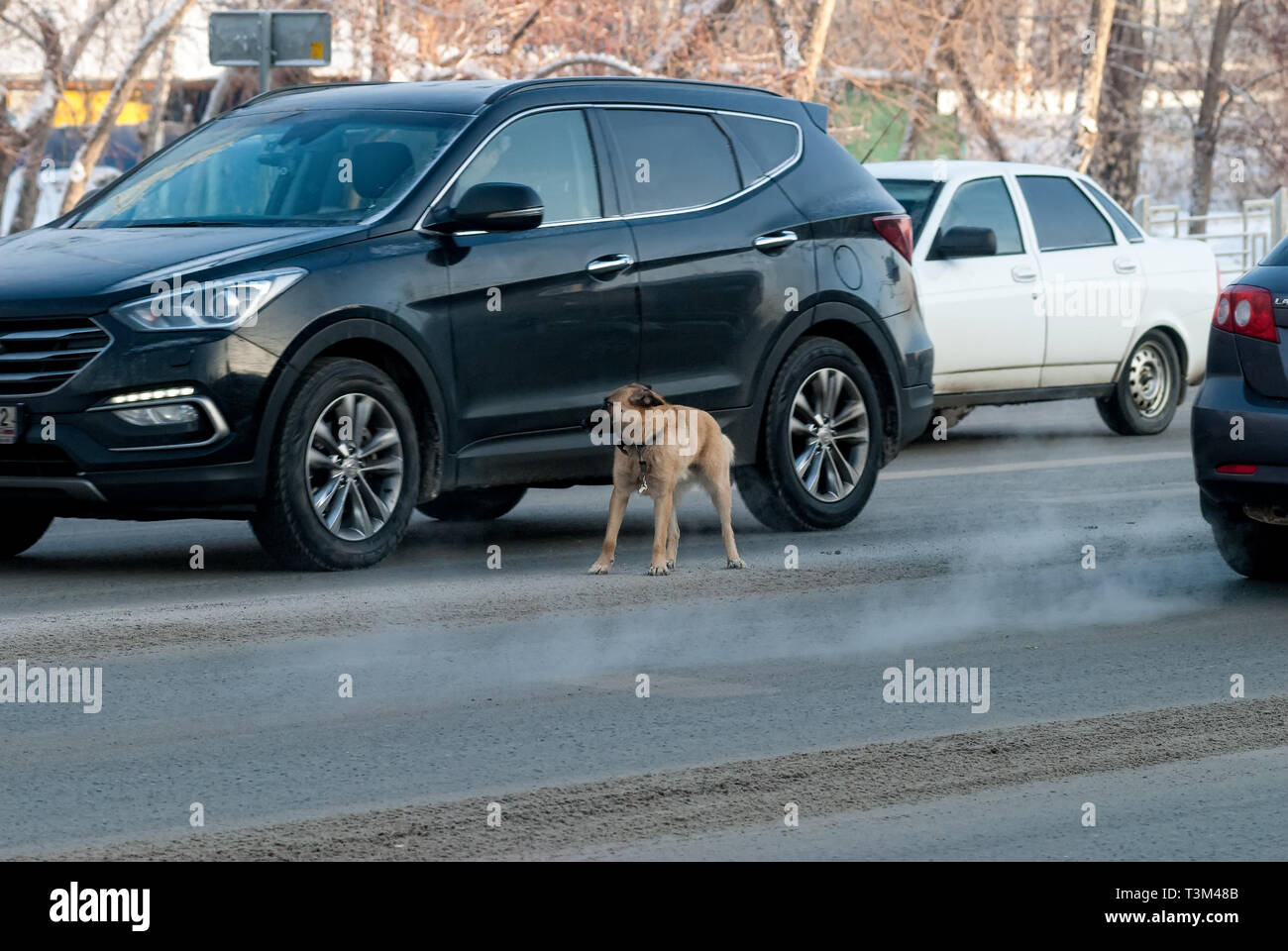 La peur des moutons-chien se précipite sur la route entre les voitures Banque D'Images