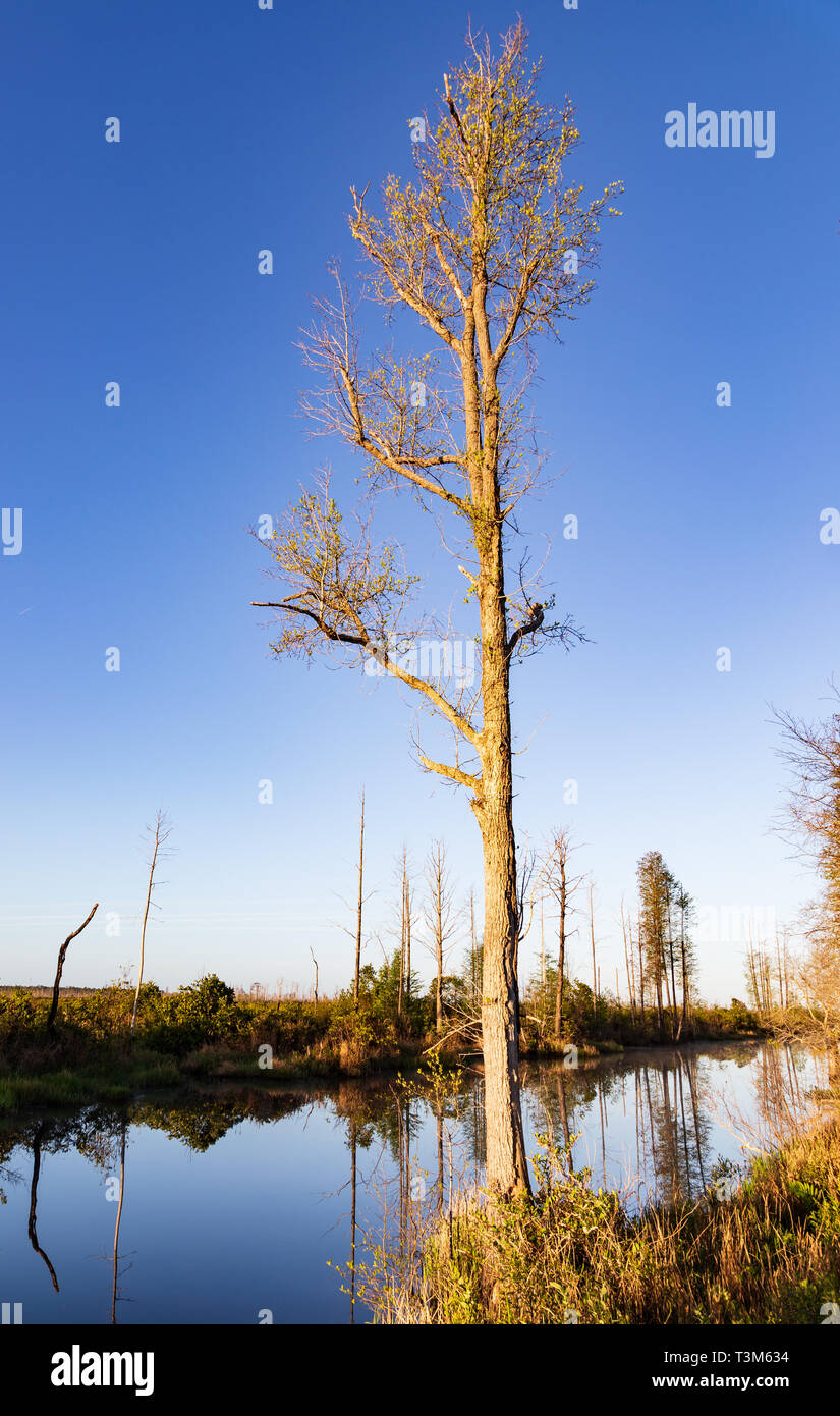 Un seul arbre tupelo sur le bord du canal de marais au début du printemps. Reflet d'arbres sur loin bank show en eau calme. Ciel bleu. Banque D'Images