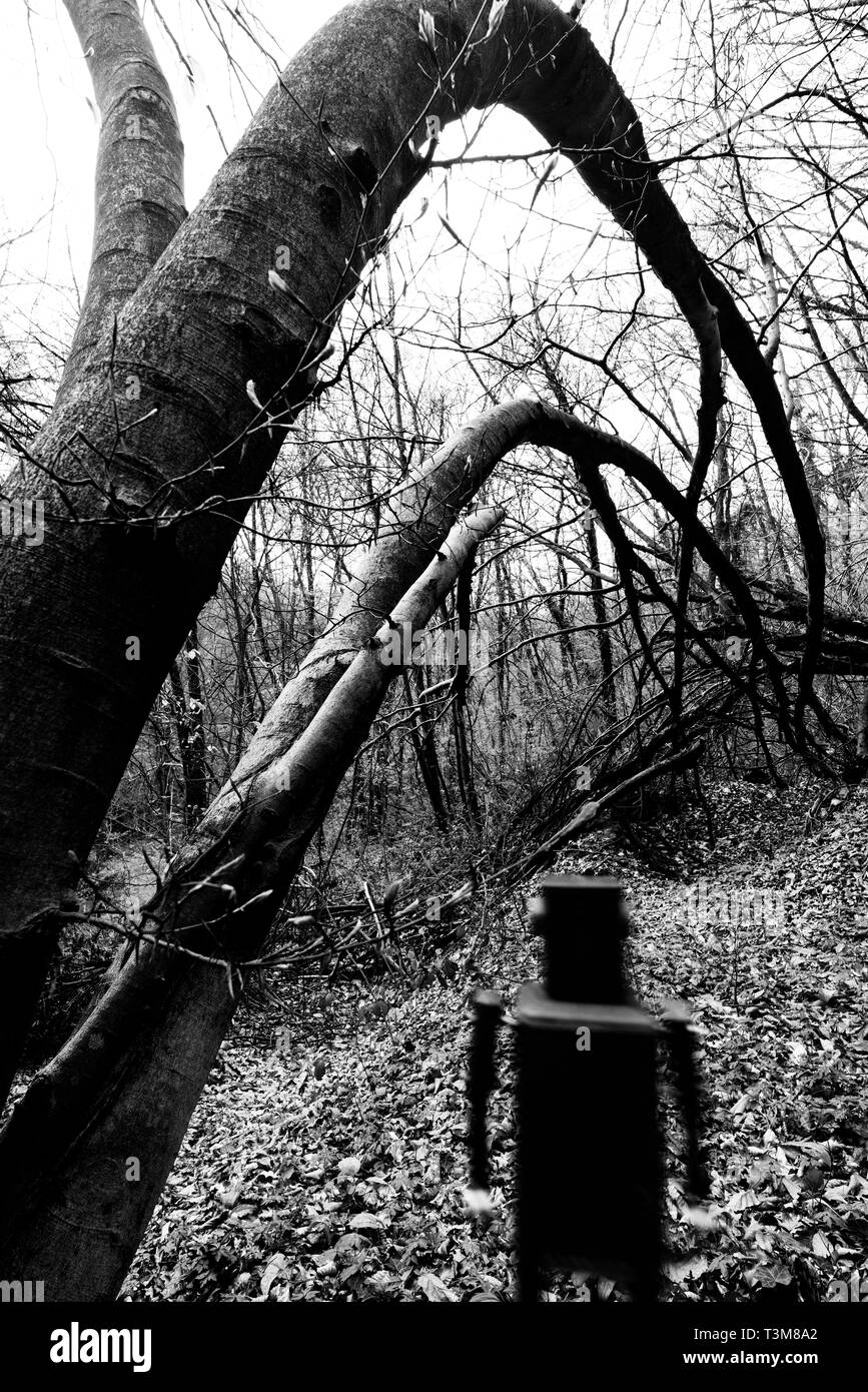 Robot dans une forêt Banque D'Images