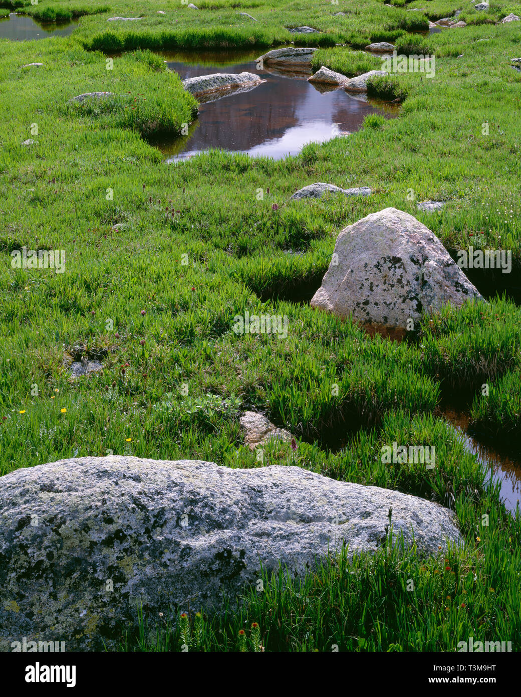 USA, Colorado, Arapaho National Forest, Mt. Evans Désert, vert printemps graminées et carex aux côtés d'étangs de toundra et de rochers. Banque D'Images