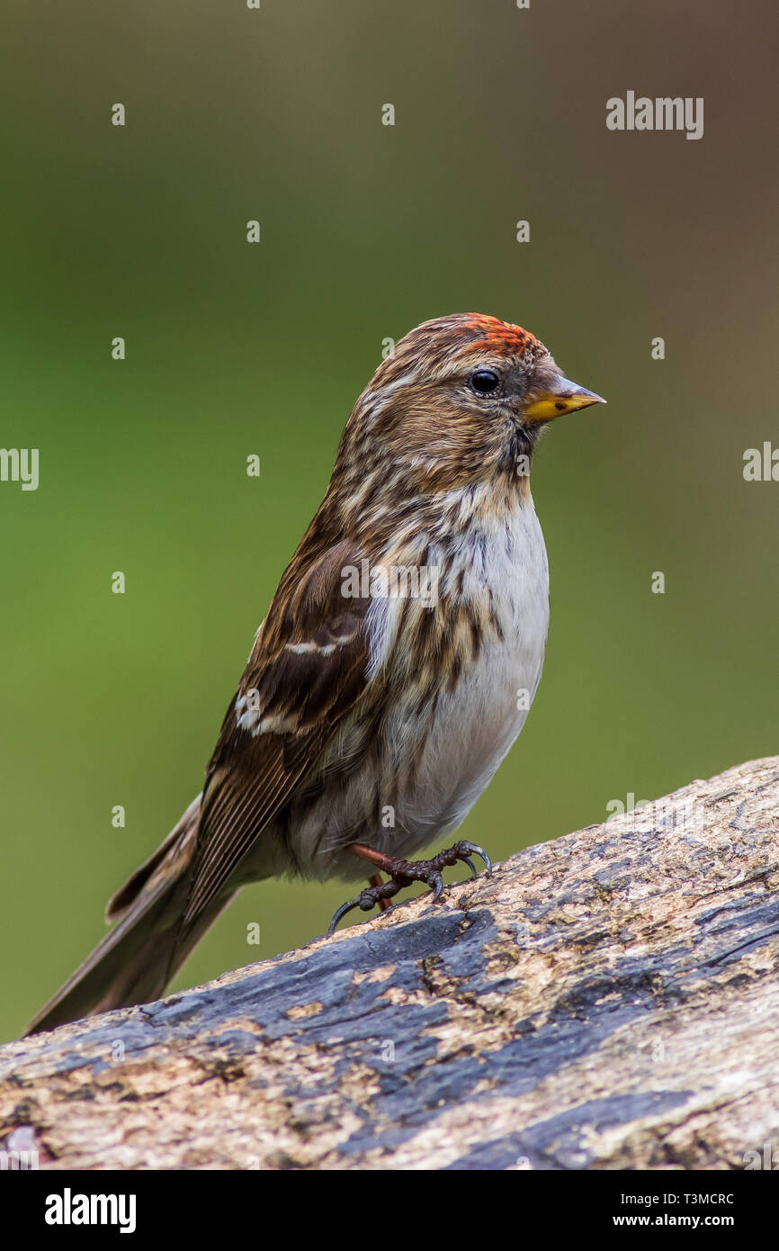 Sizerin flammé (Acanthis moindre cabaret) perché sur une branche Banque D'Images