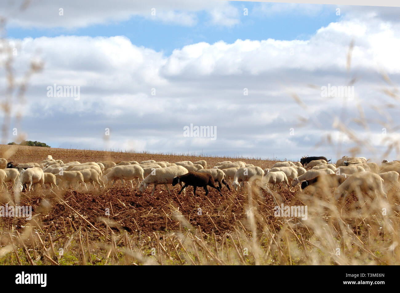 Des moutons paissant près du village de Molina de Aragon, Castille Leon, Espagne Banque D'Images