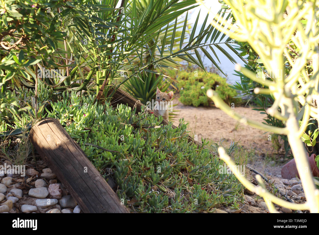 Petit Chaton jouant dans l'herbe. La nature, beaucoup de verdure. Le petit visage rouge d'un chaton donne des bagues. Banque D'Images